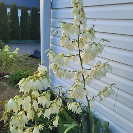 Zielona Апартаменты