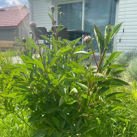 Zielona * Mysłakowice