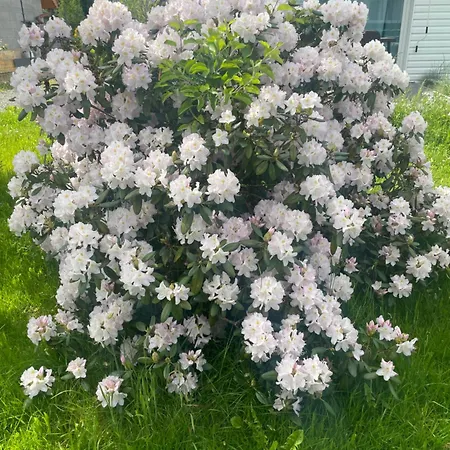 Zielona * Mysłakowice