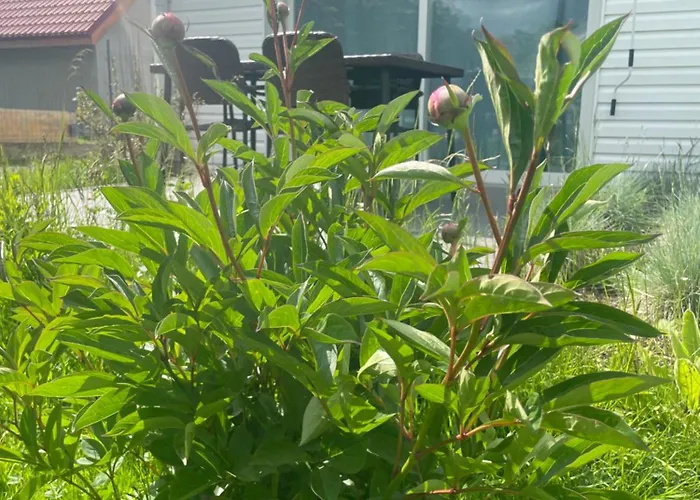 Zielona * Mysłakowice