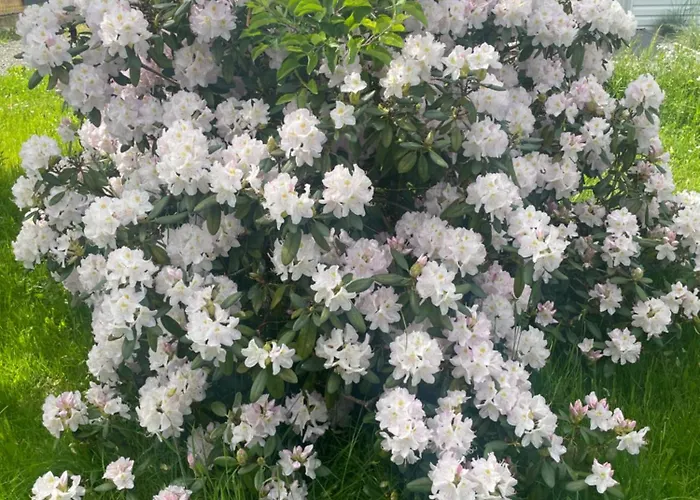 Zielona * Mysłakowice